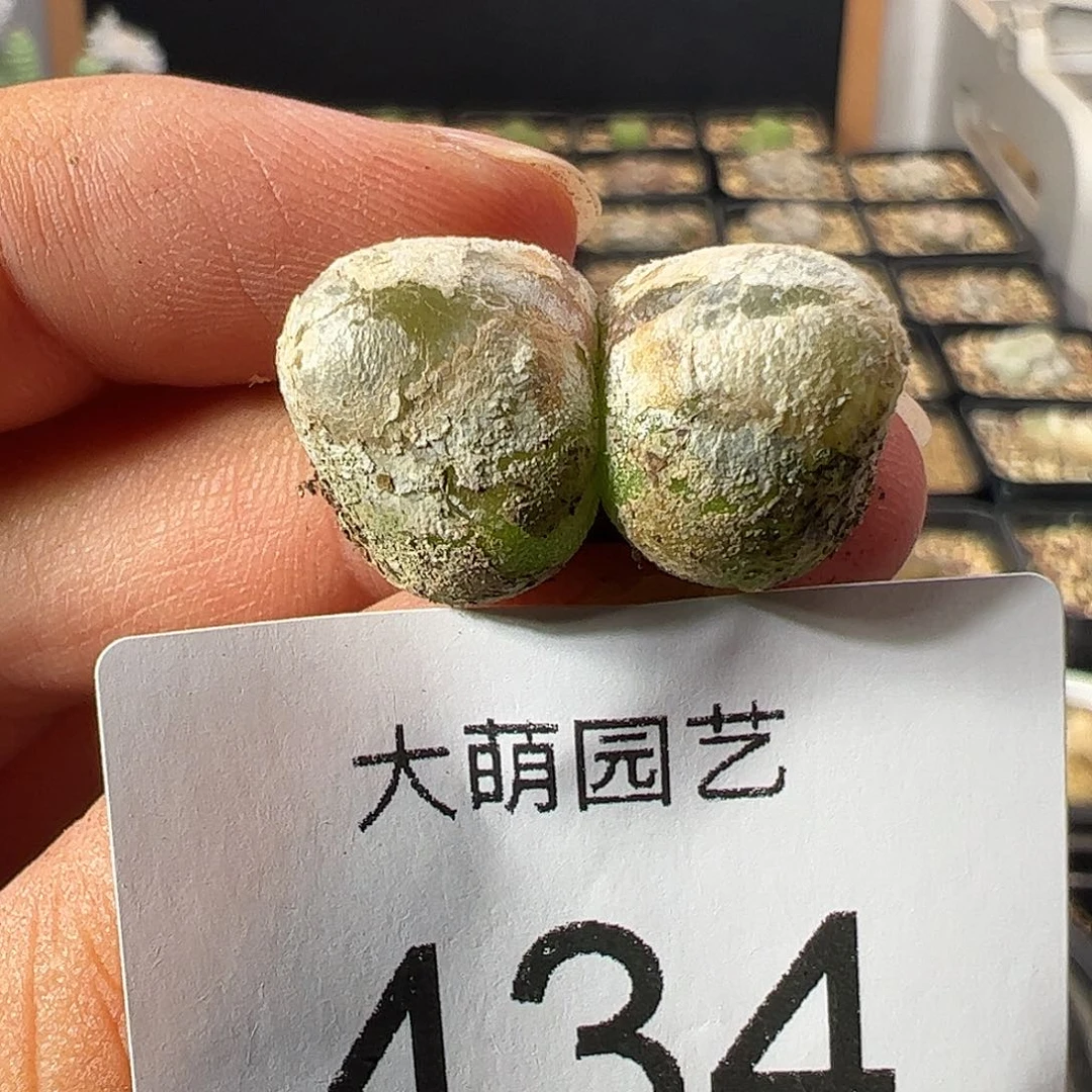 一物一拍。        434