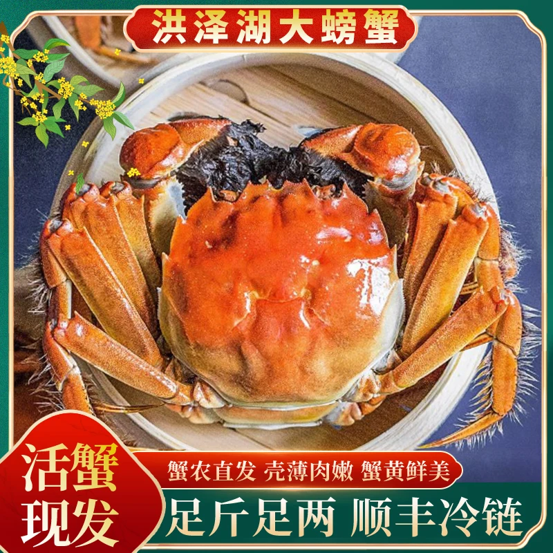 【活蟹现发】3.5-3.2两母蟹8/10只精品大闸蟹顺丰冷链包邮AC
