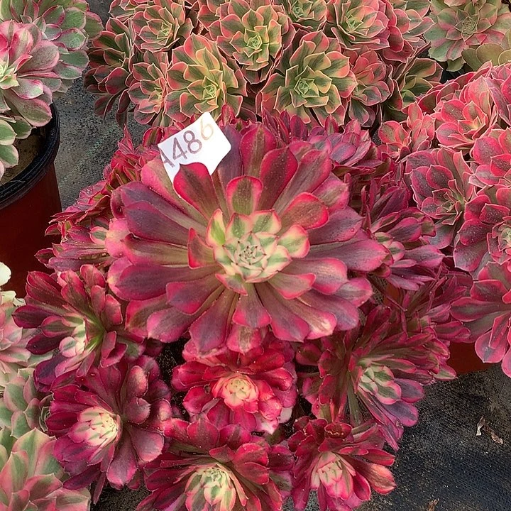 486.红铜白多肉植物