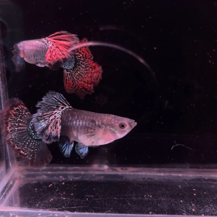 孔雀鱼精品红龙半月尾1对