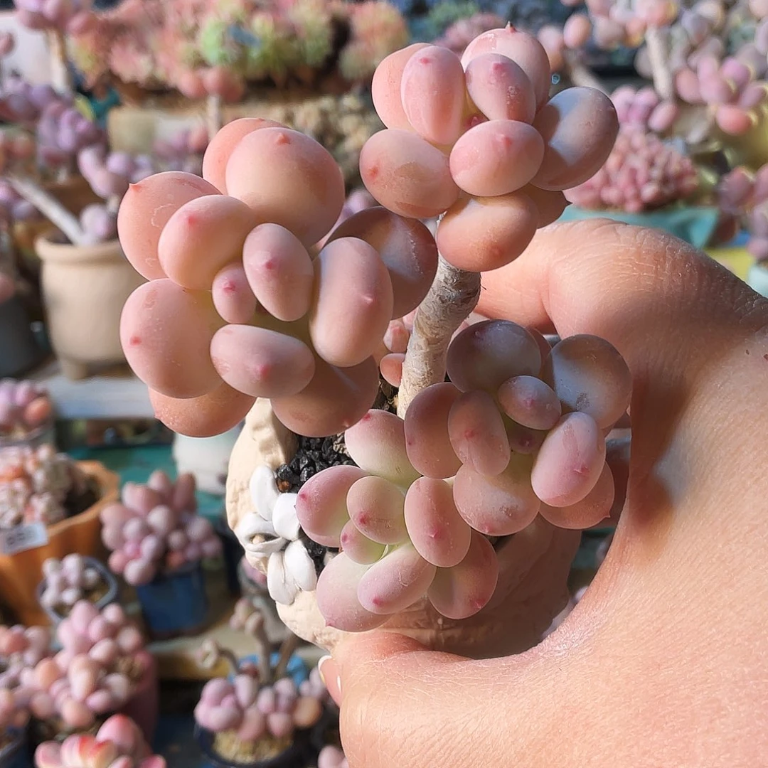 盛*多肉植物的生长发育与