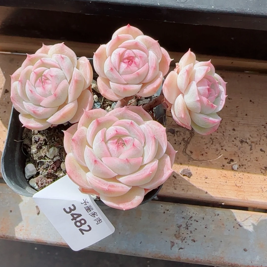 长杆白芷珍妮，3482多肉植物