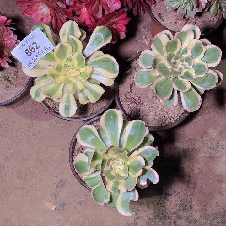 专**墅862燕姿多肉三颗