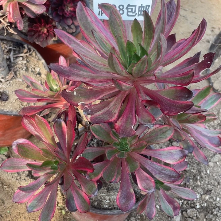 1374三号棚巫毒拉丝