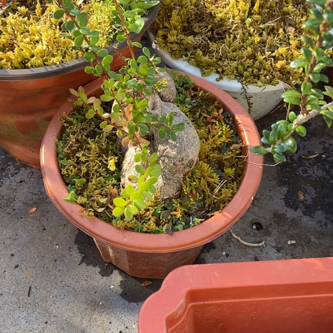 无花朵云南五翅莓开花结果