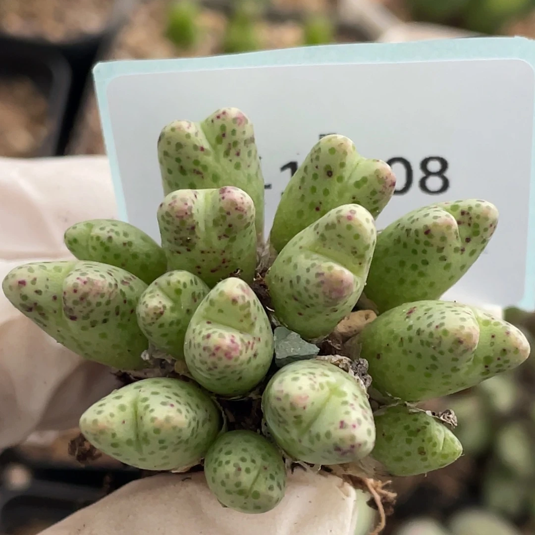 12-8草莓斑马肉锥