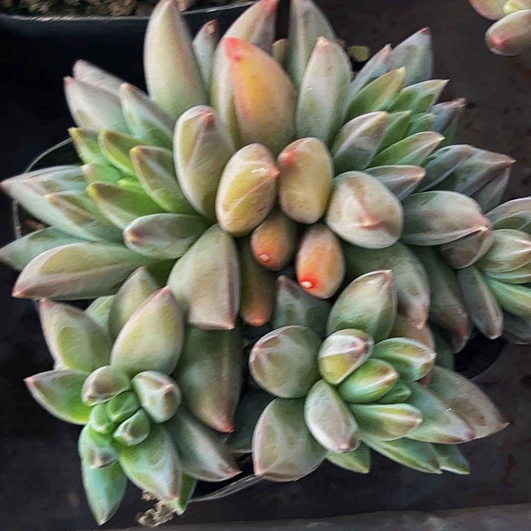 桔云多肉美人精品系列