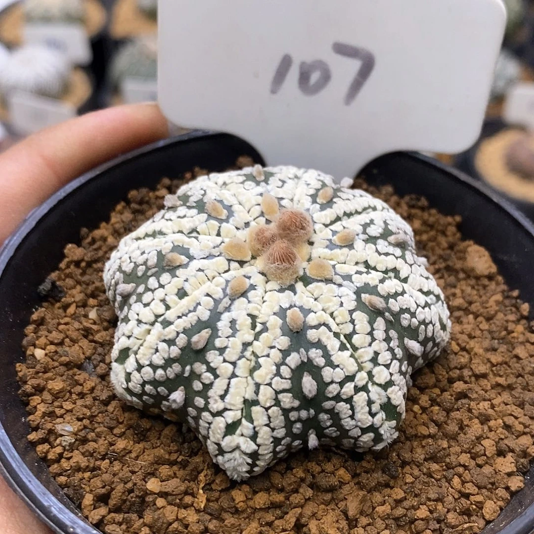 高****）开播后我会一直看你们在