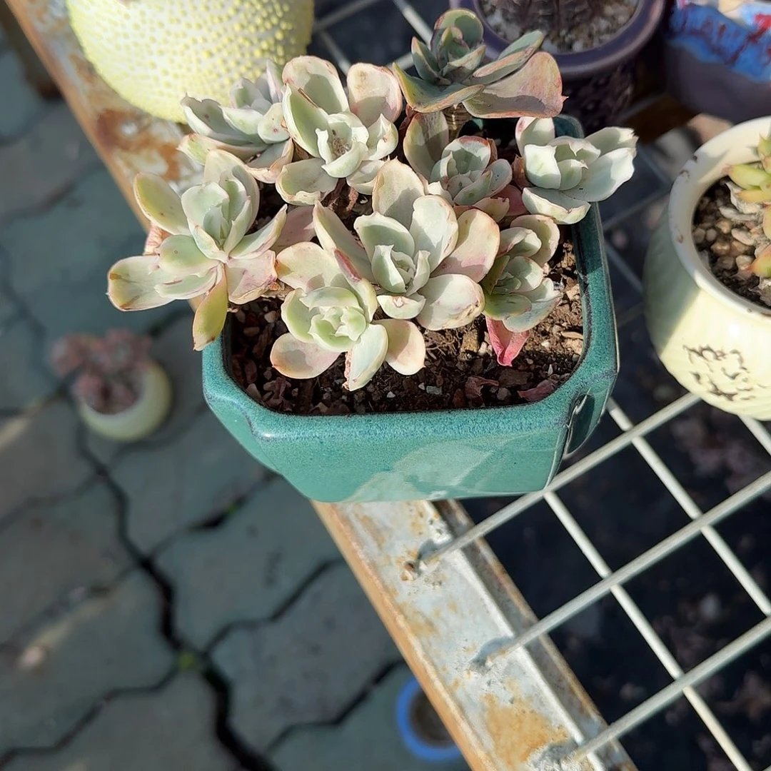 伯克利哦锦带盆多肉植物