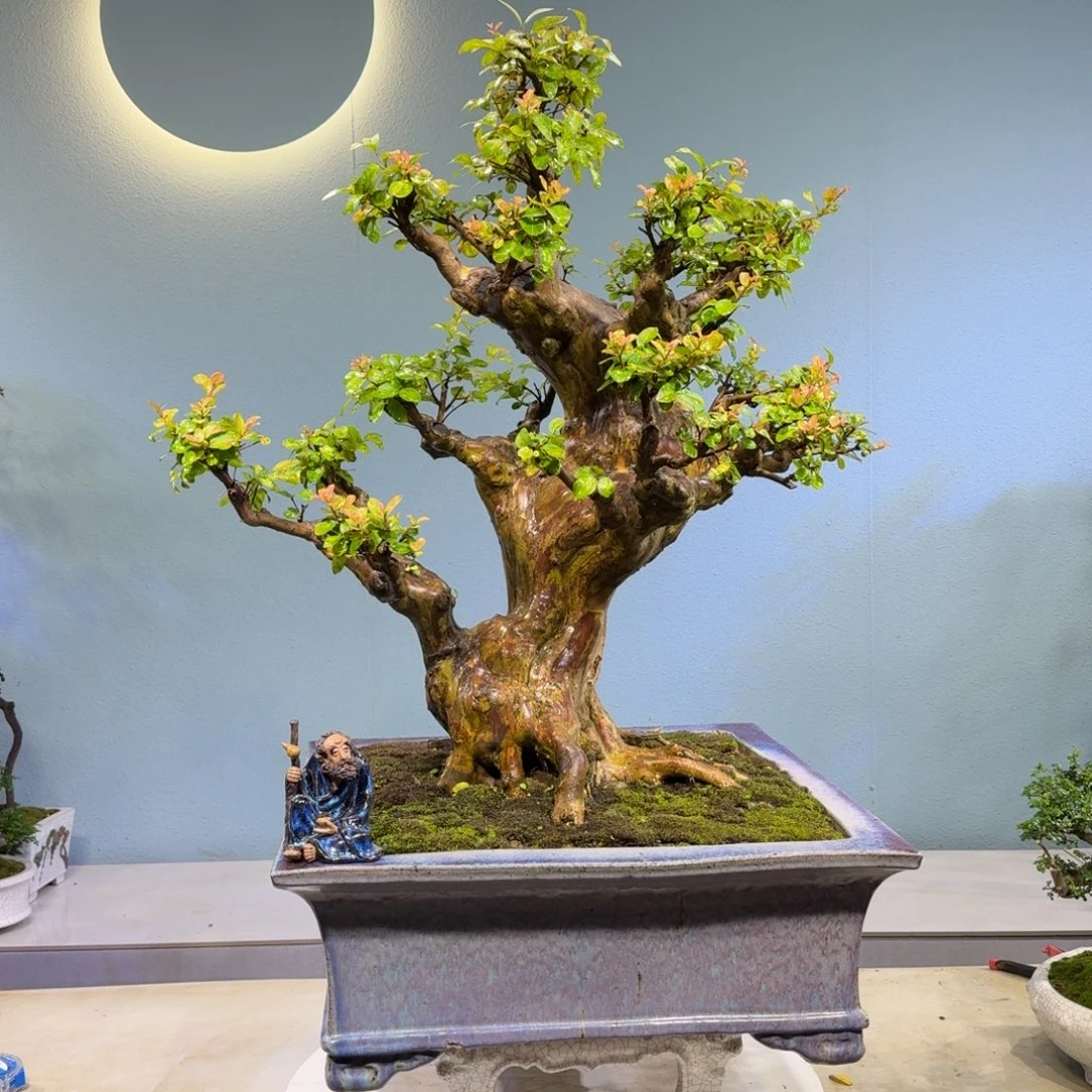 老***金无花朵红花紫薇红花紫薇