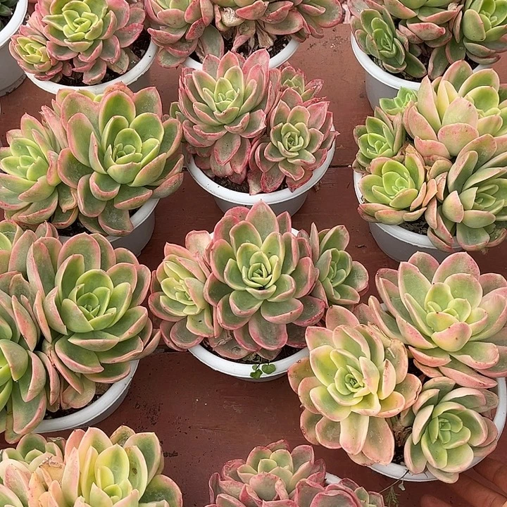 金辉景9.99多肉植物