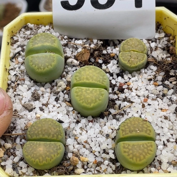 完全开放954绿巴厘带盆