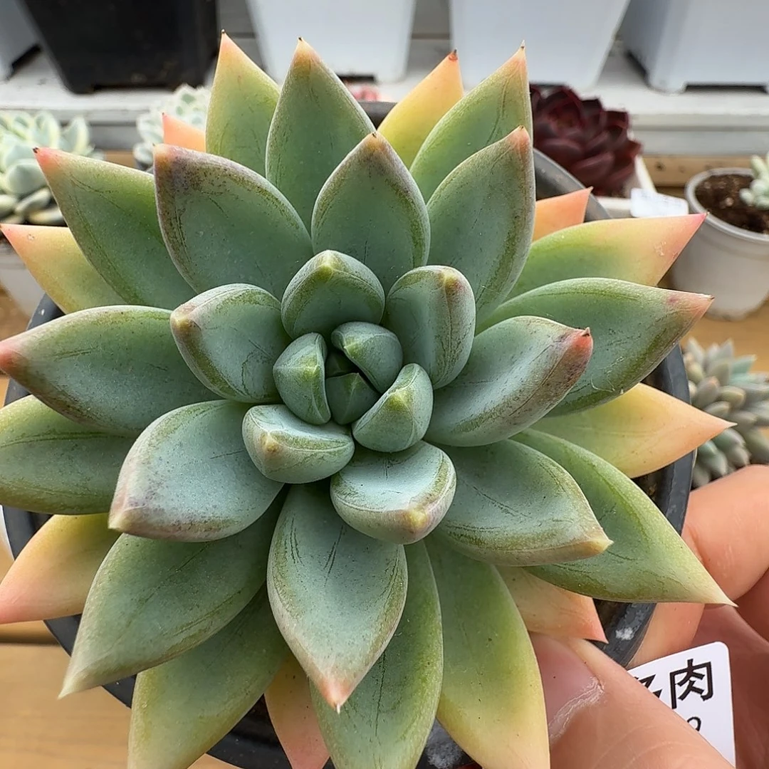 天使之痕111109-158