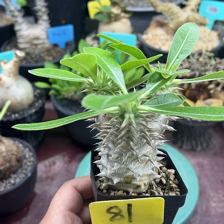 女王玉多肉植物一颗