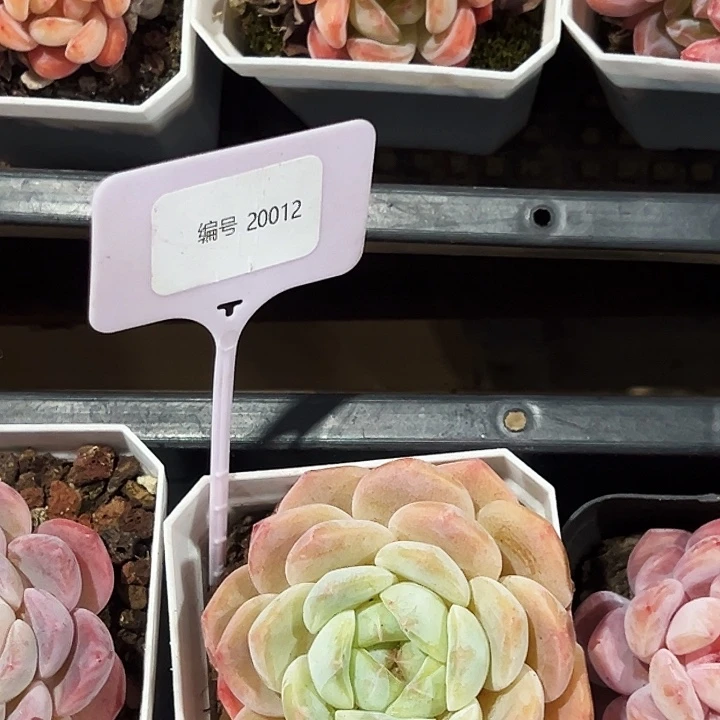 200012号。  福利多多