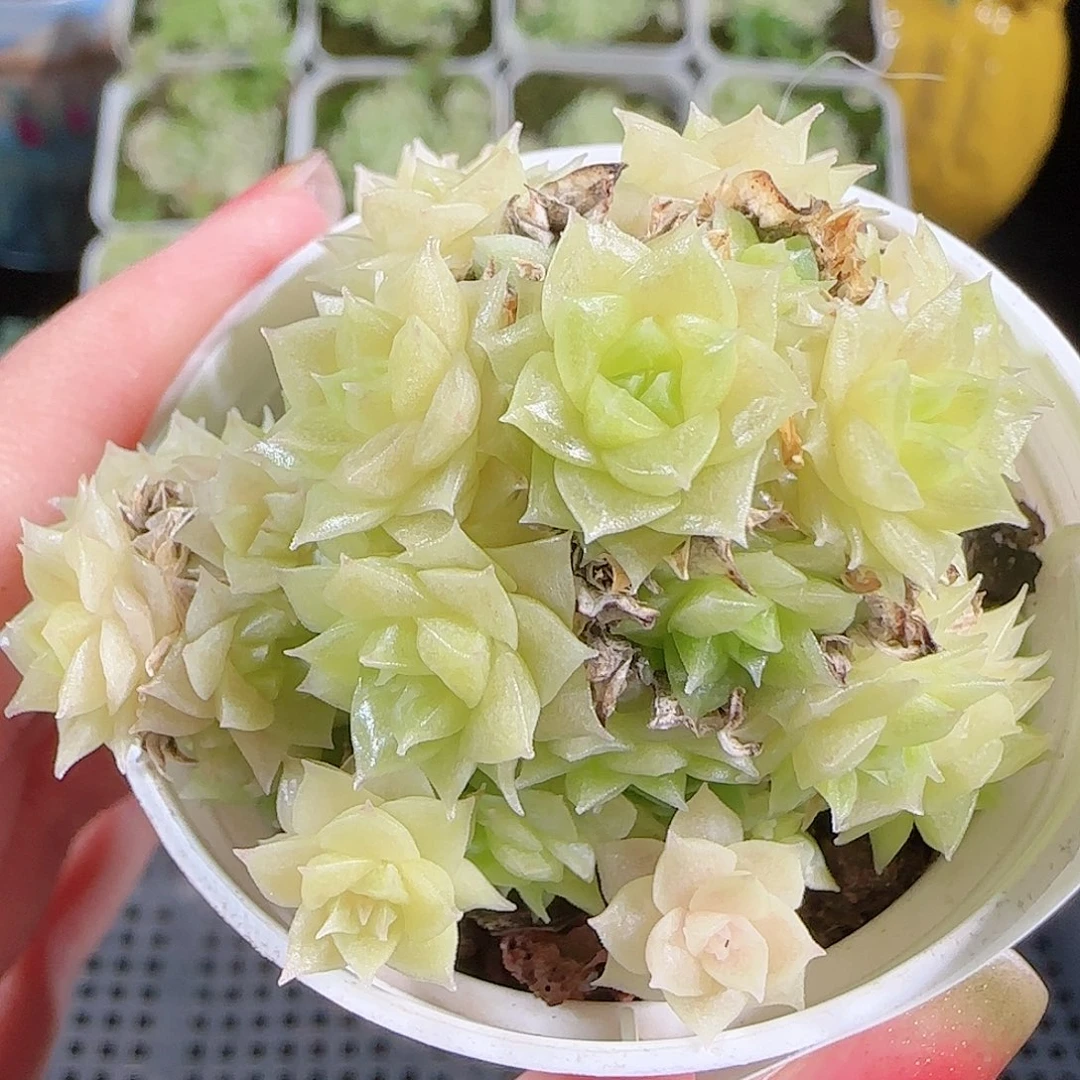 0915-43麦秆优选不包整