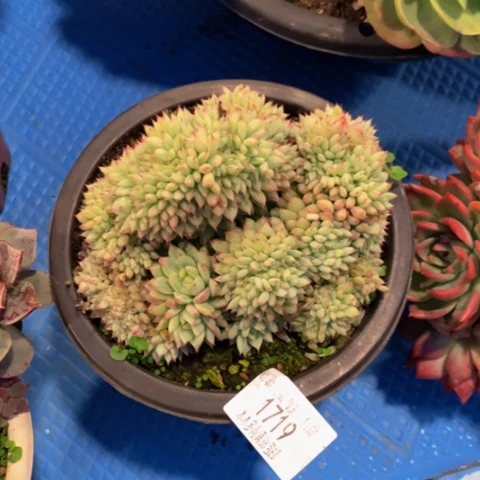 丽*梦1719Tp缀化多肉