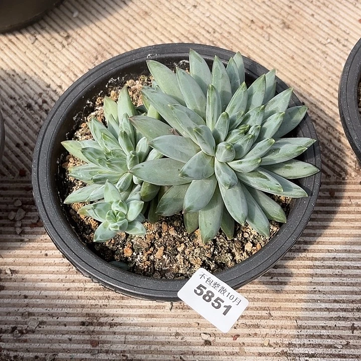 阿雅园艺。        5851