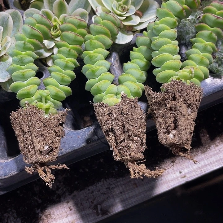 3颗一组小钱多多3颗