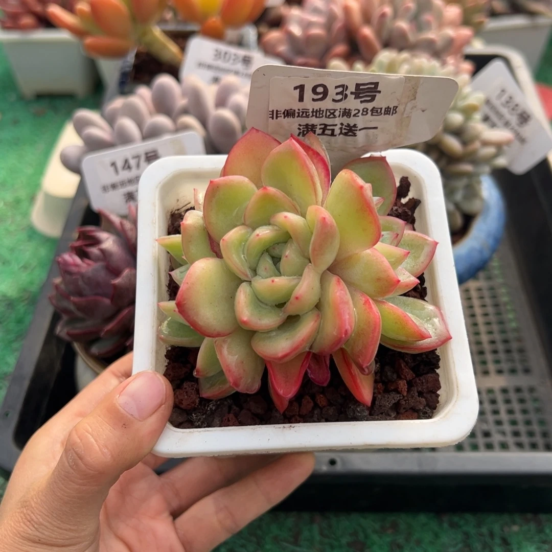 表妹精品多肉植物193.