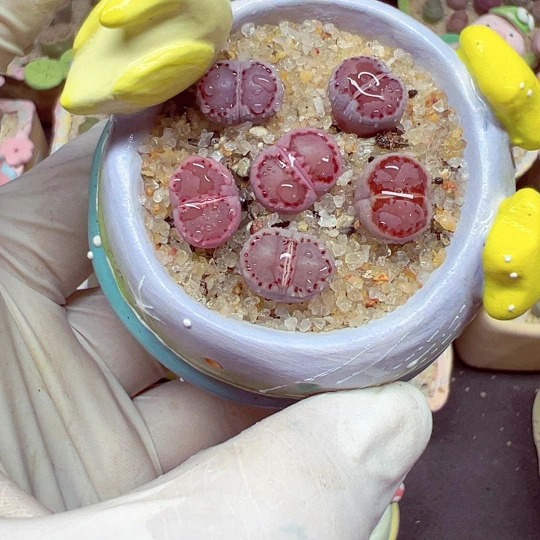 向***右精致优秀的肉肉905-10