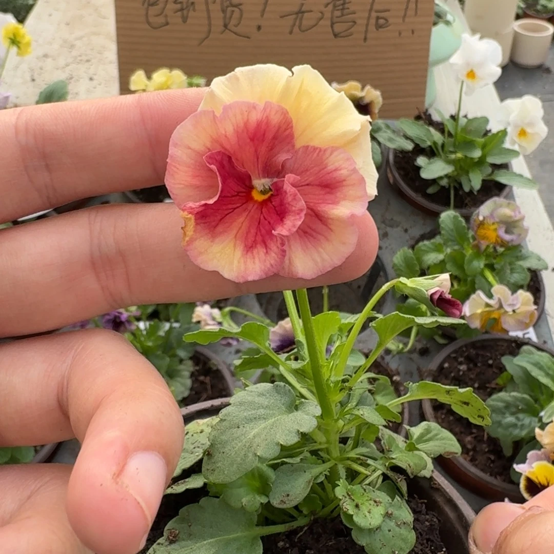 大部分花苞少量开放117