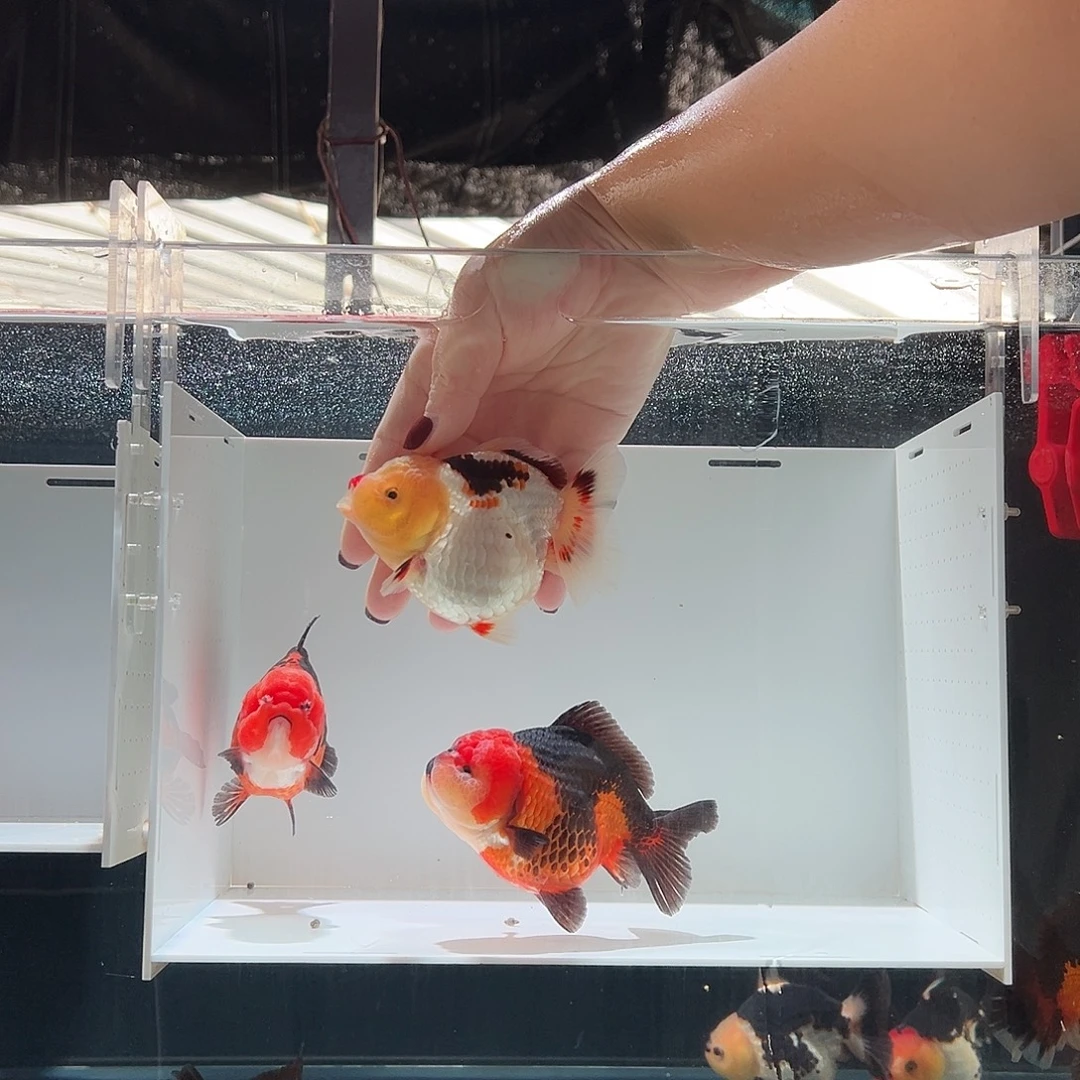 ****辛海水鱼沐辛红鼻子