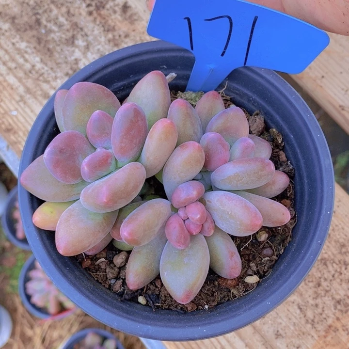 缘**此这个我就知道这事