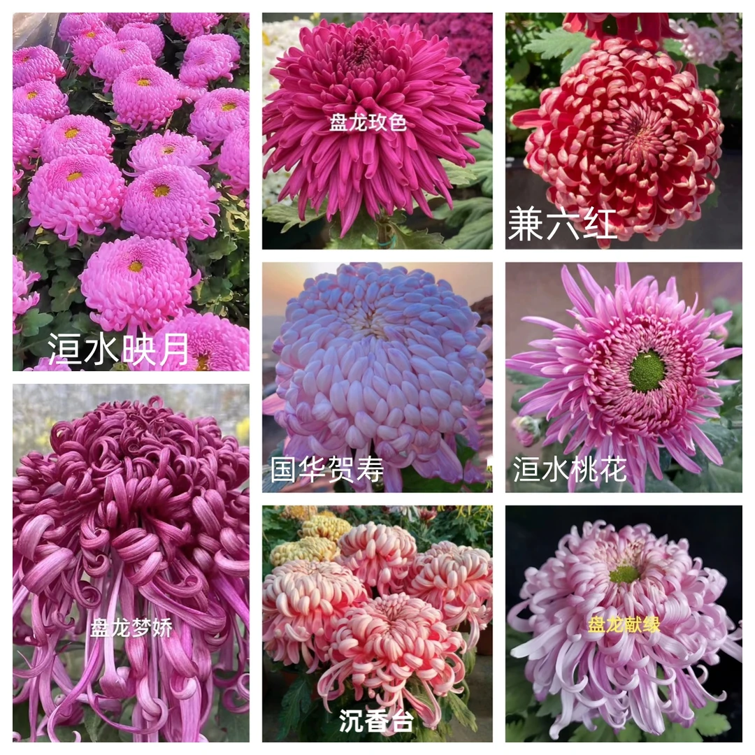 八个品种【国华贺寿+沉香台+梦娇+兼六红+桃花+献绿+玫色+映月】