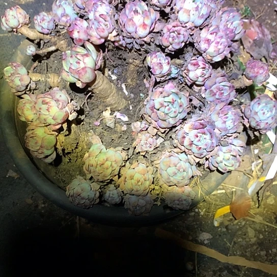 静***?每周特价活动开始啦