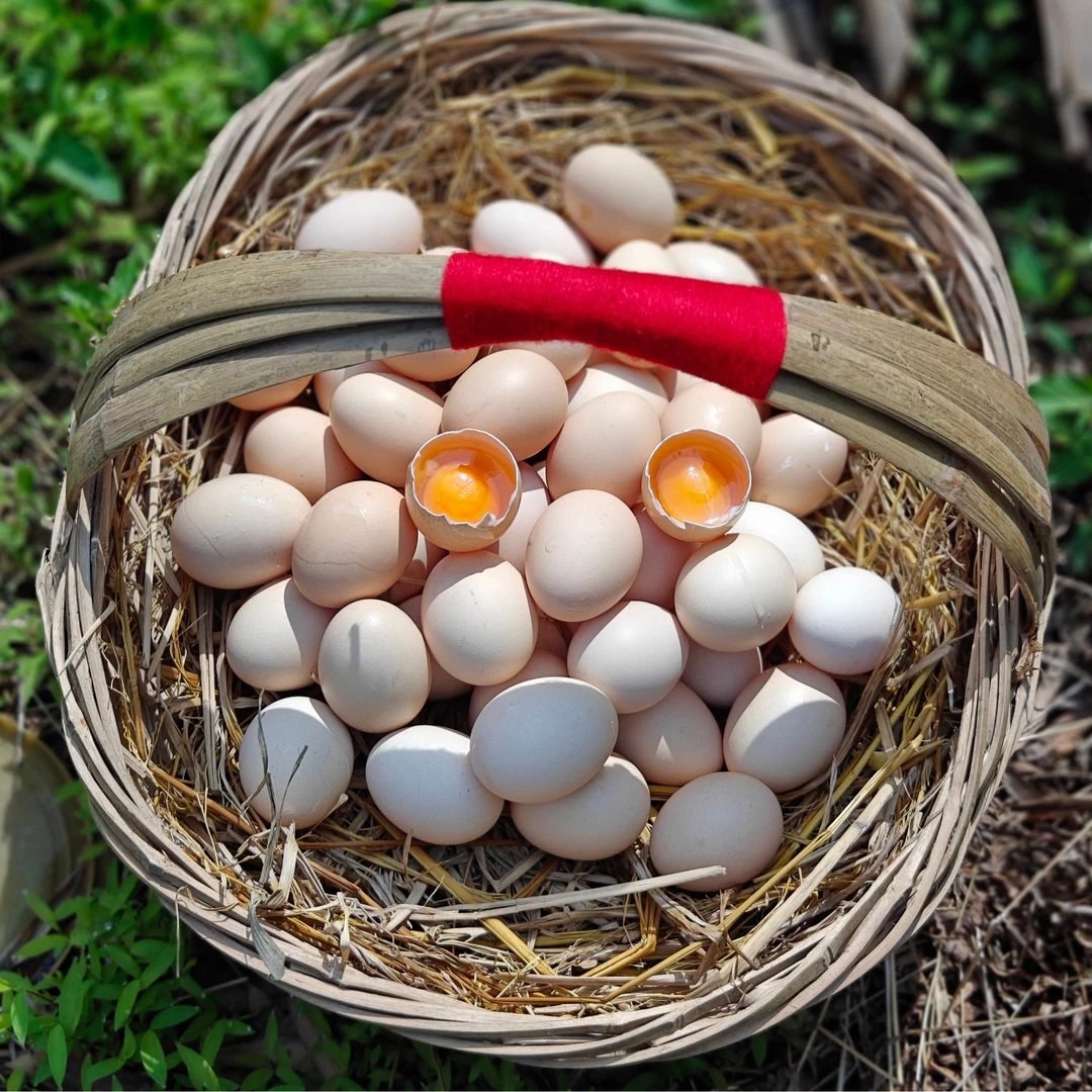 大别山   农家散养跑地鸡   土鸡蛋
