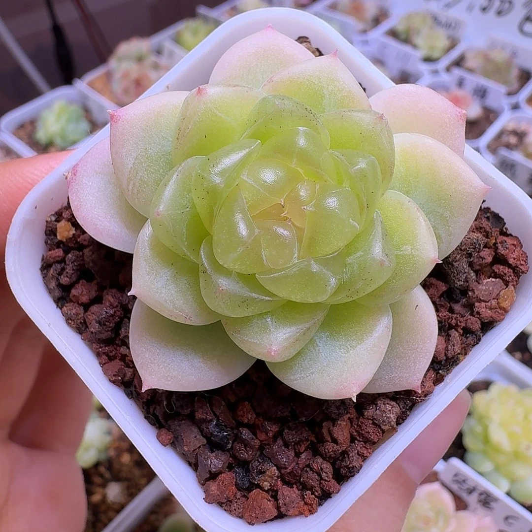 黄心财富一物一拍