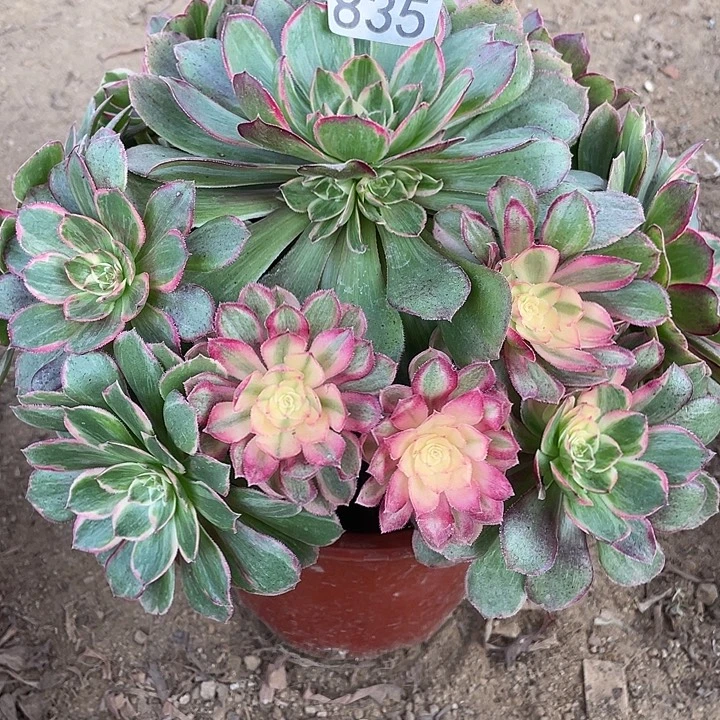 835莲花座对肉植物
