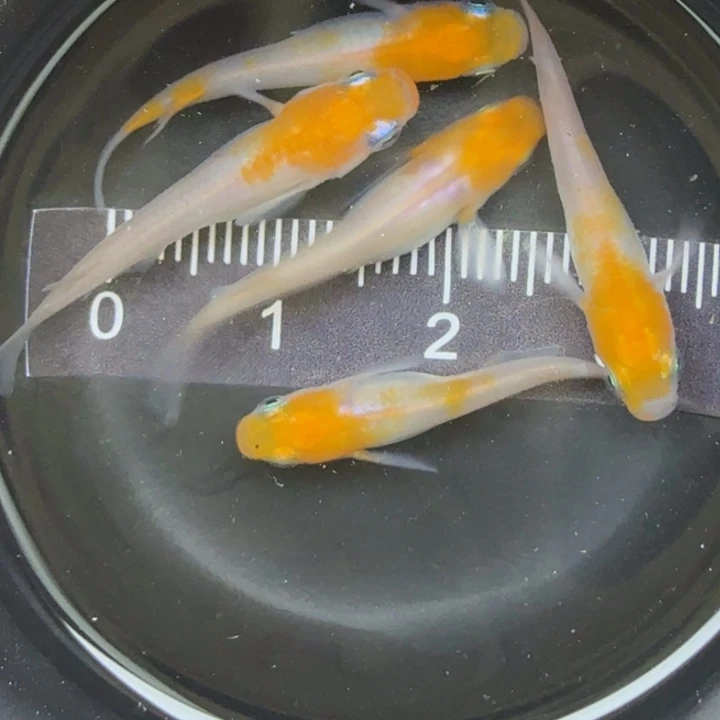 青鳉鱼小町红白1号青鳉