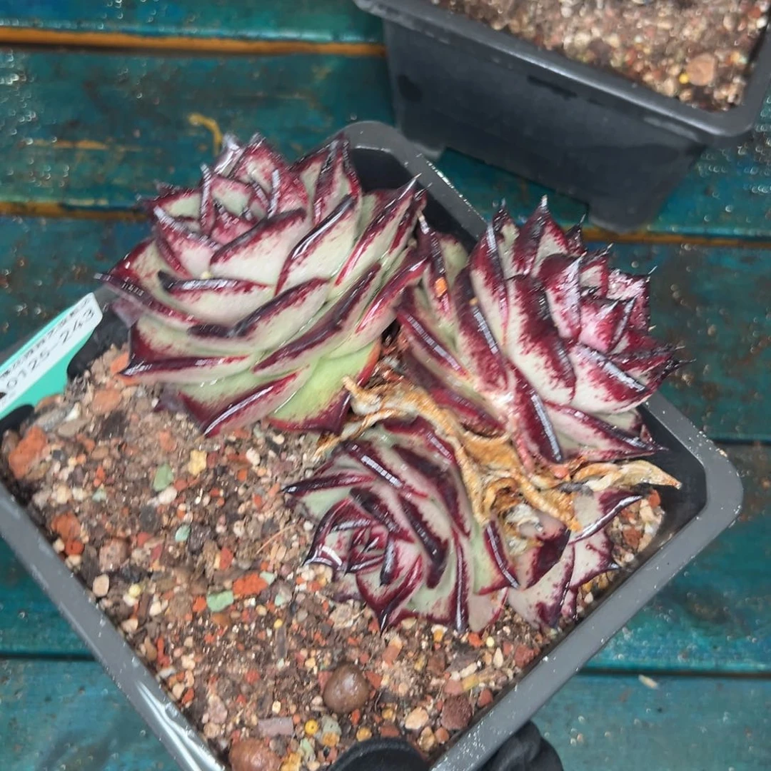 多肉一物一拍0125-243