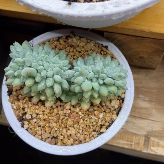 奶糖 缀化 夏鸣园艺