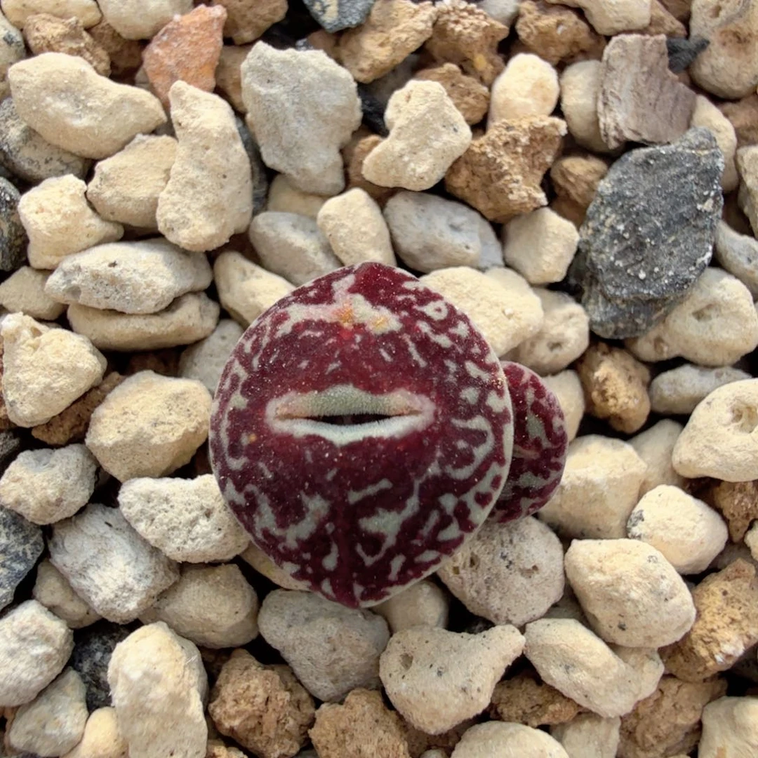 TS104号 全黑 母本 12-29-L4