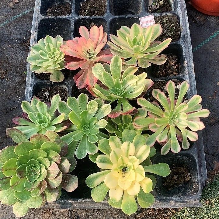 939十棵单头多肉植物