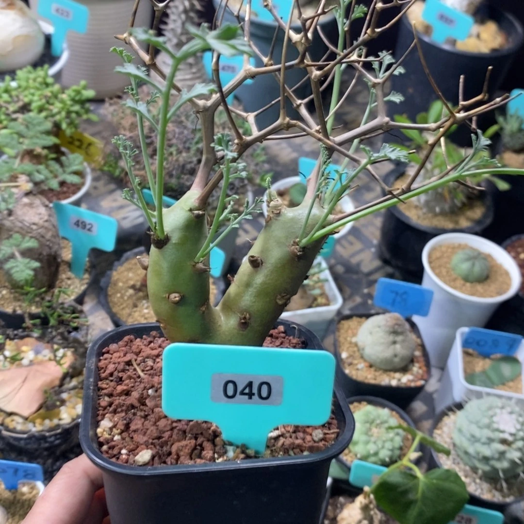 香水杨奎产地多肉植物