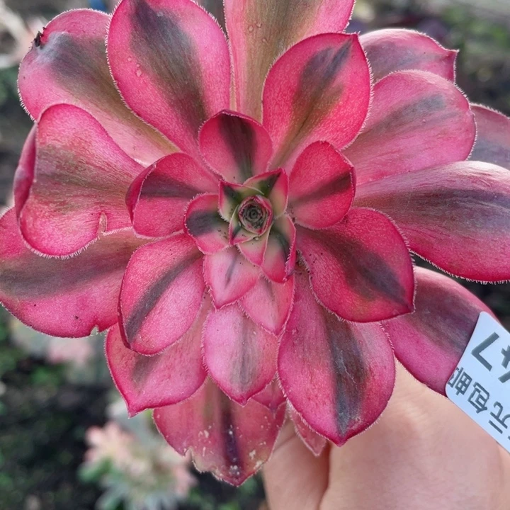 747爱丽嫁接多肉1，12345678