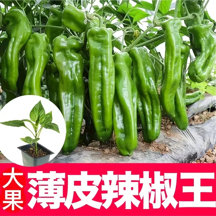 四季高产大果型薄皮青椒苗室内外种植四季阳台盆栽辣椒菜苗高产