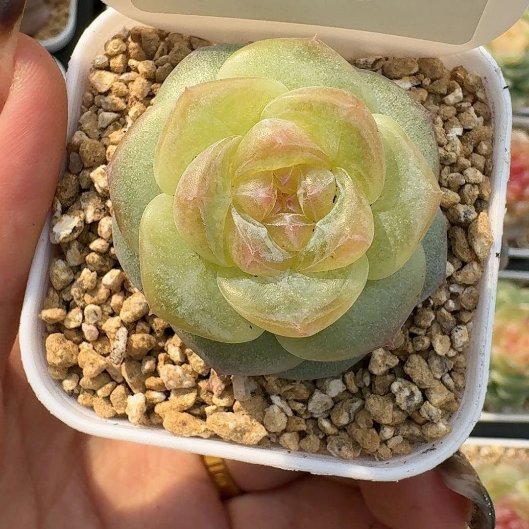 1026-042-生椰拿铁