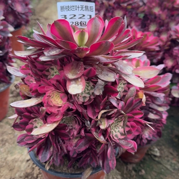 3221二号棚红铜鼓