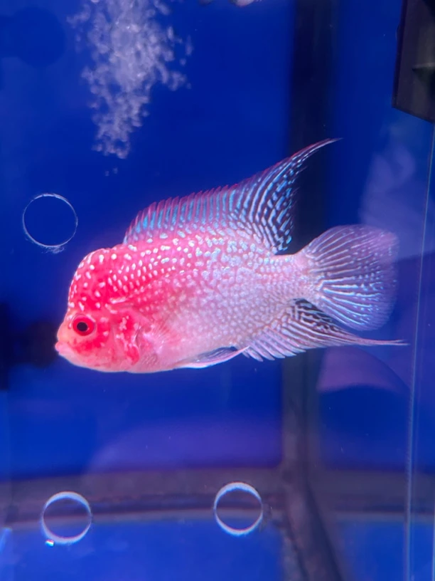 泰国罗汉鱼，泰国金花，火凤凰，拍鱼直播间选