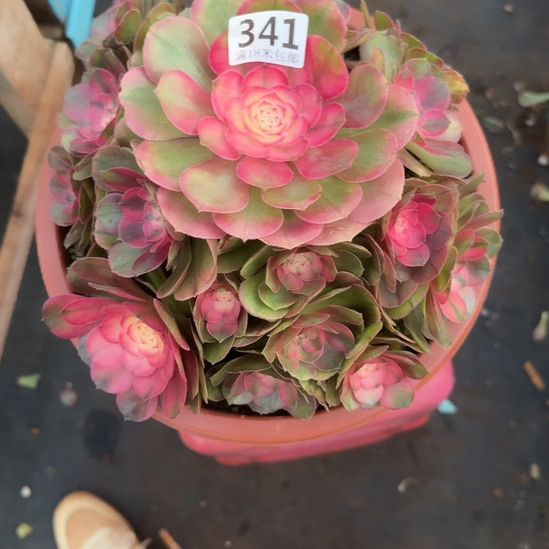 341荔枝捧花福利发货