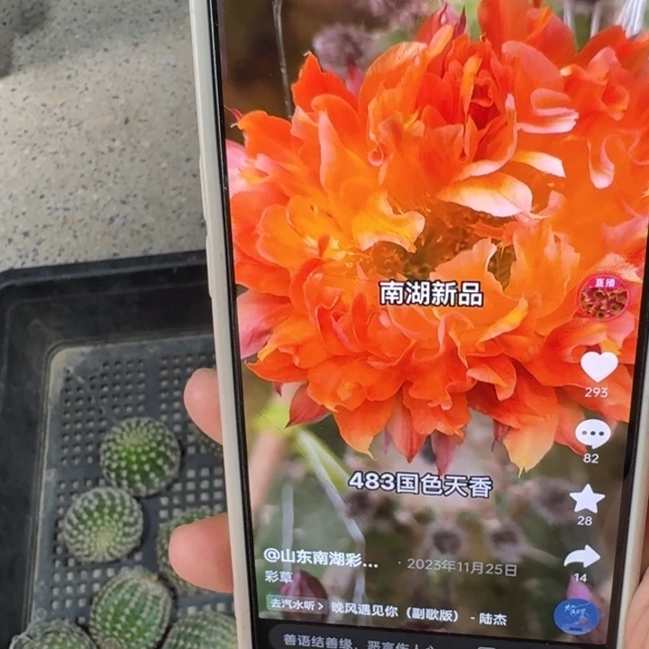 276彩草国色天香歪3到4公分左右无根侧牙，20包邮