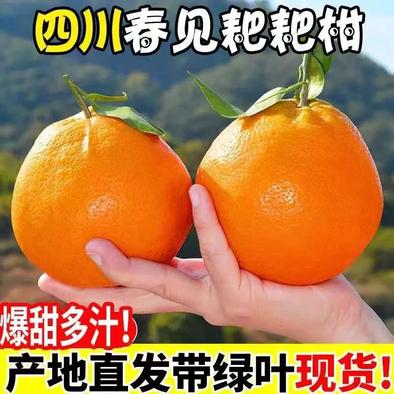 【RX专属】正宗四川春见耙耙柑香甜多汁口感细腻新鲜上市坏果包赔