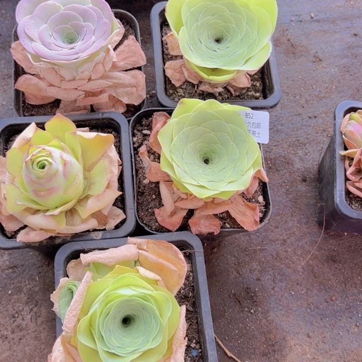 852 裸根不带土发货不包损