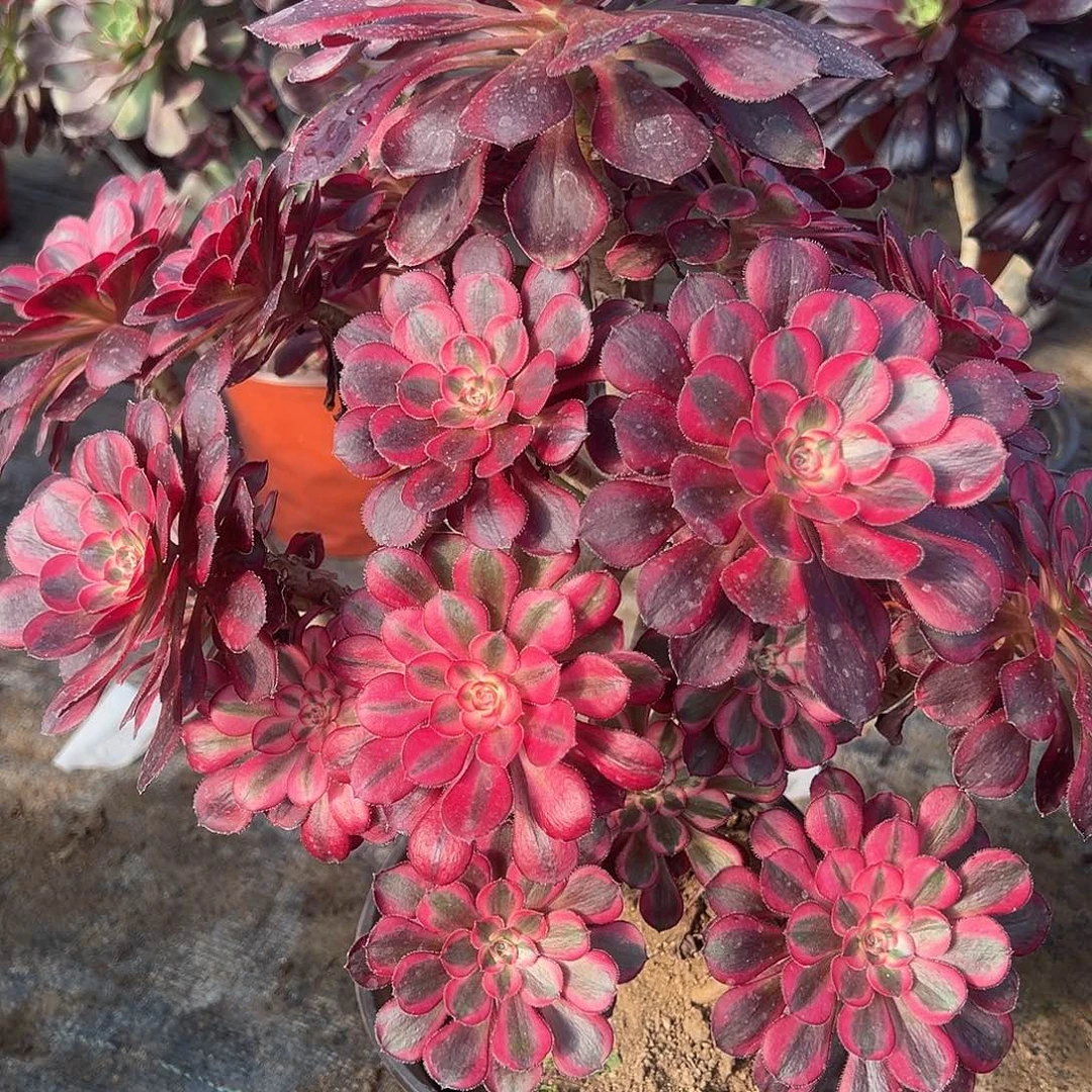 ?*?77多肉0000000000000000