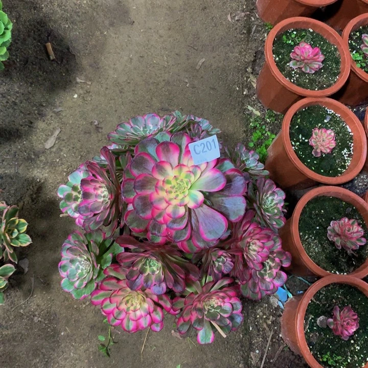 小*贝美亚201000000000000